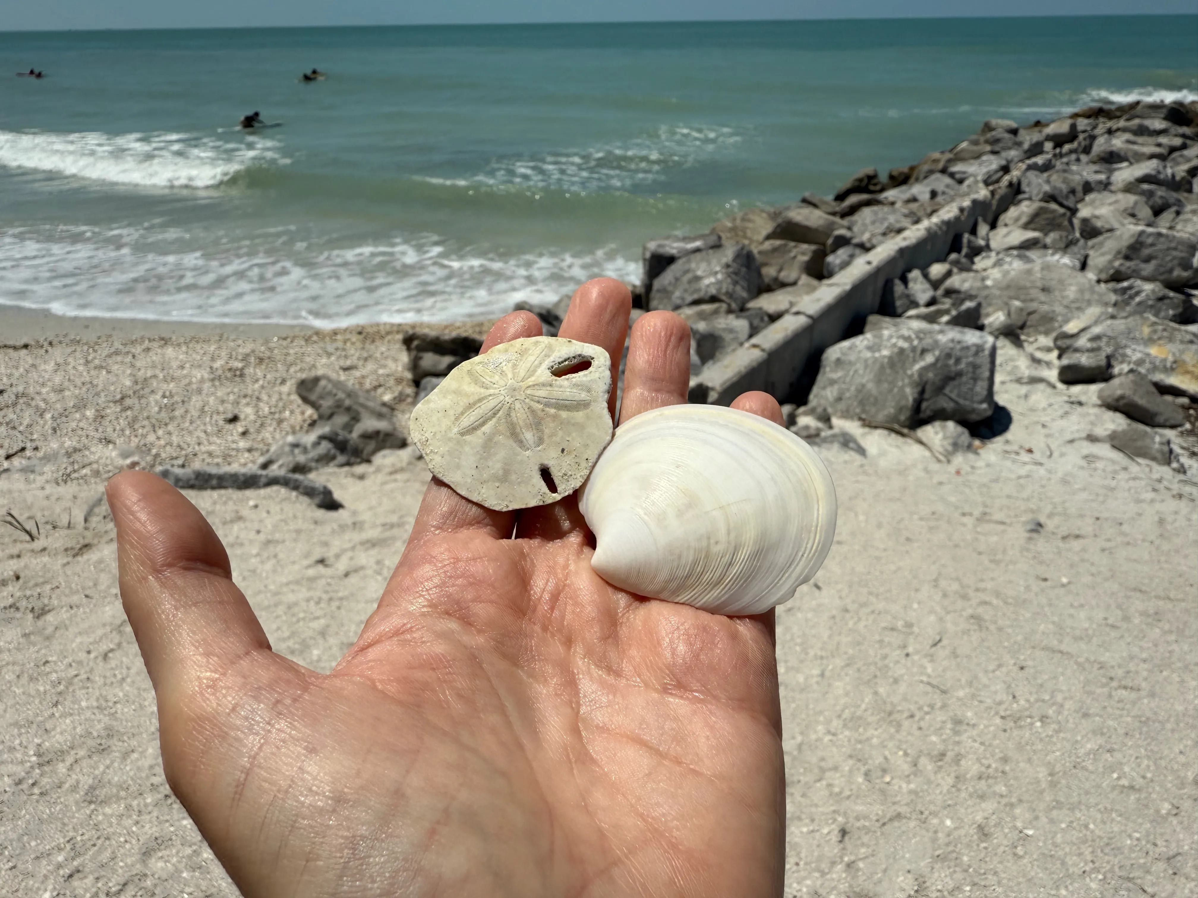 A hand holds a sand dollar and a seashell found on a Tampa Bay beach